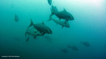 Tuna