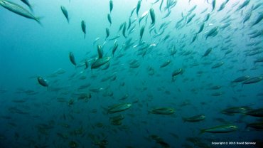 Sardines
