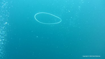 Bubble Ring