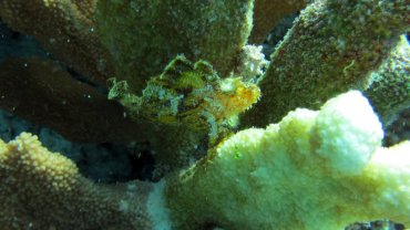 Leaf Scorpionfish
