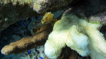 Leaf Scorpionfish
