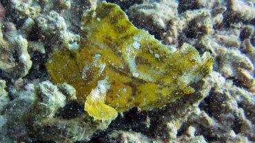 Leaf Scorpionfish