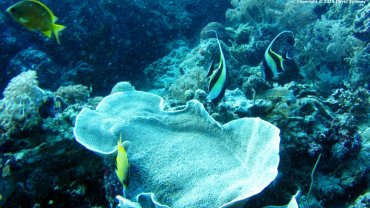Moorish Idols