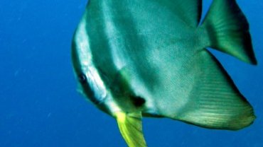 Bat Fish