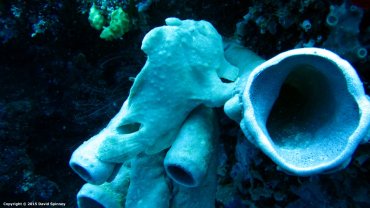 Giant Frog Fish
