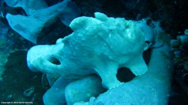 Giant Frog Fish