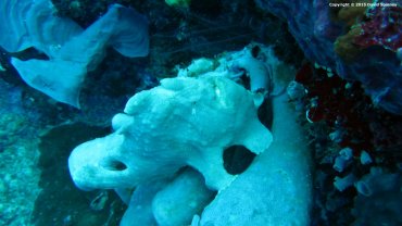 Giant Frog Fish