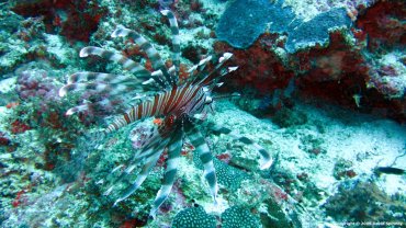 Lion Fish