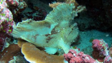 Leaf Scorpionfish