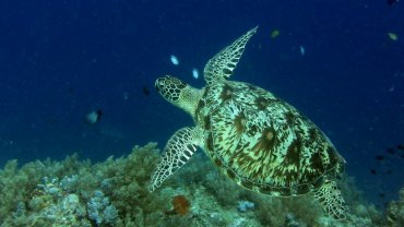 Hawksbill Sea Turtle
