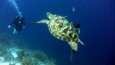 Hawksbill Sea Turtle