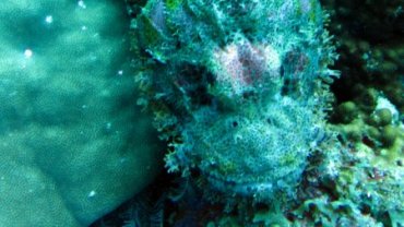 Scorpion Fish