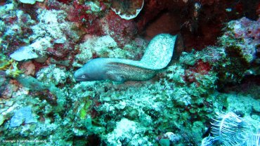 Moray Eel