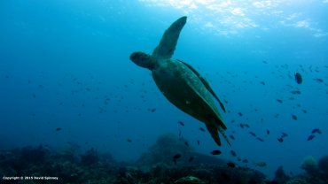 Hawksbill Sea Turtle