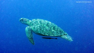 Hawksbill Sea Turtle