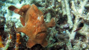 Frog Fish