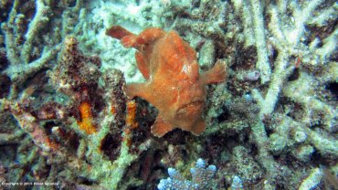 Frog Fish