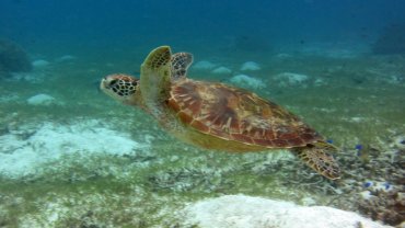 Hawksbill Sea Turtle