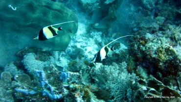 Moorish Idols