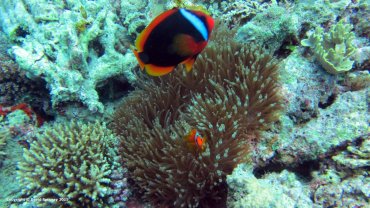 Clown Fish