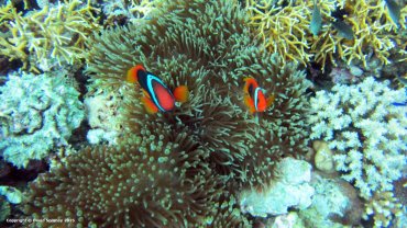 Clown Fish