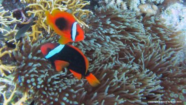 Clown Fish