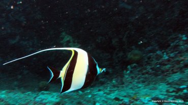 Moorish Idol