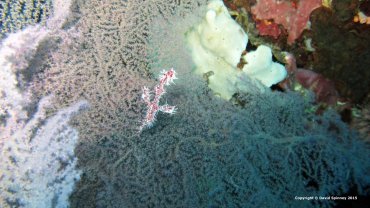 Delicate Ghost Pipefish