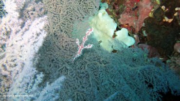 Delicate Ghost Pipefish
