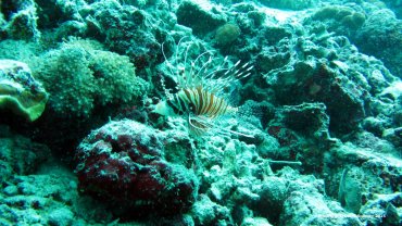 Lion Fish