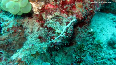Dragonface Pipefish