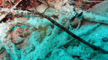 Brown Pipefish