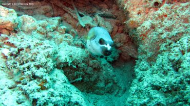 Map Pufferfish