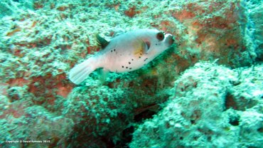 Map Pufferfish