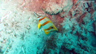 Beaked Coralfish