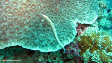 Dragonface Pipefish