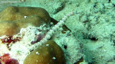 Dragonface Pipefish