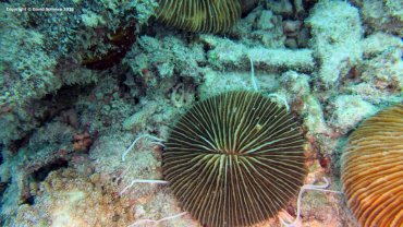 Mushroom Coral