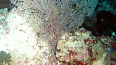 Fan Coral