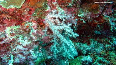 Tree Coral