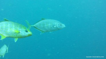 Gold Body Trevally