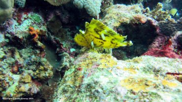 Leaf Scorpionfish