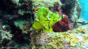 Leaf Scorpionfish