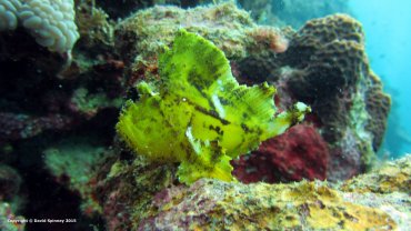 Leaf Scorpionfish