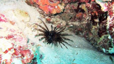 Black Lionfish