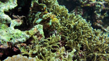 Flathead Scorpionfish