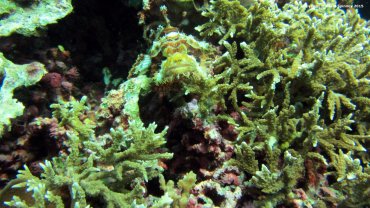 Flathead Scorpionfish