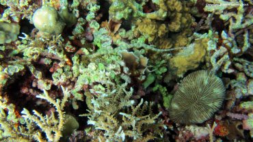 Dragonface Pipeworm & Mushroom Coral