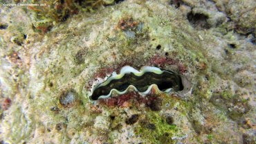 Pedium Spondyloideum