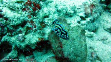 Varicose Wart Slug